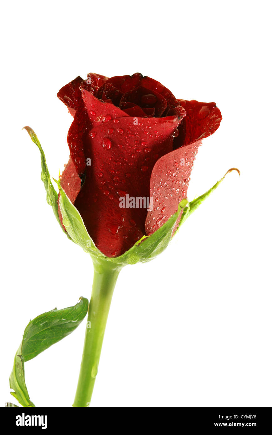 Unico beautifel red rose con gocce su bianco Foto Stock