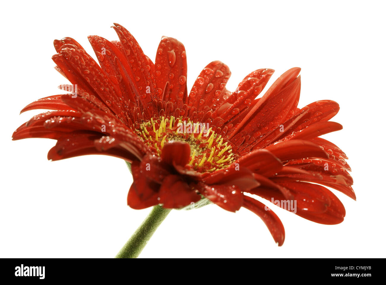 Red gerber daisy con goccioline isolato su bianco. Concentrarsi sul core Foto Stock