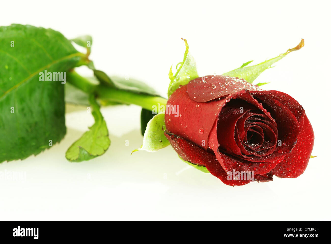 Fresh red rose con un sacco di gocce su bianco Foto Stock