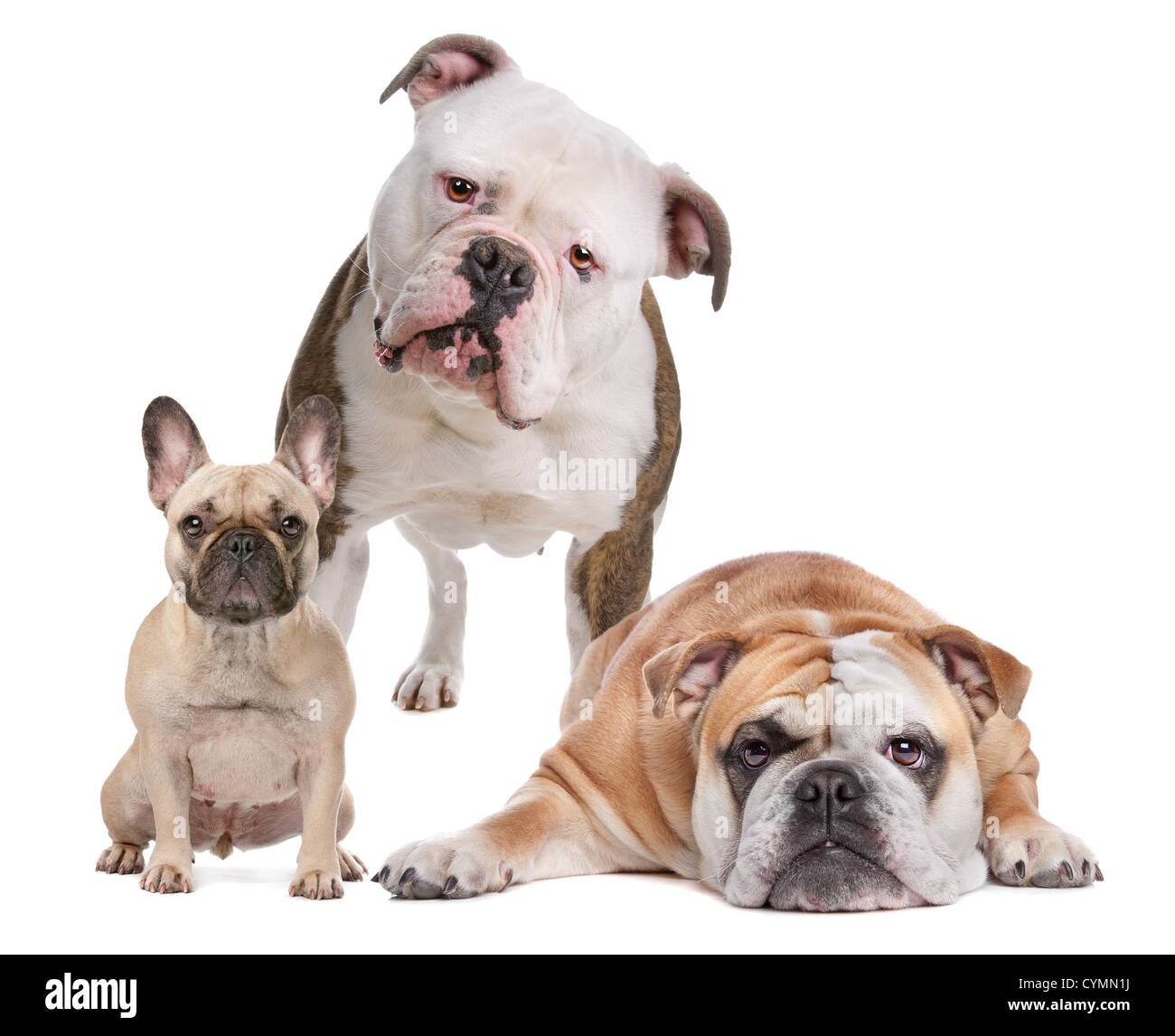 La Bulldog famiglia. Bulldog francese,American Bulldog e Bulldog inglese Foto Stock