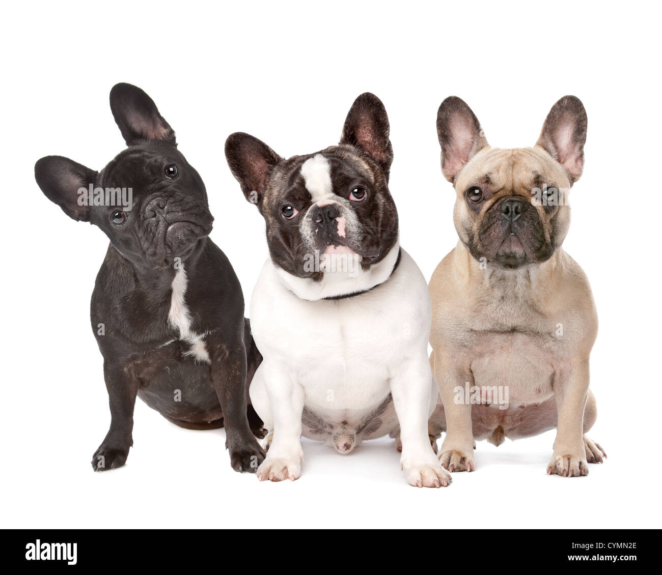 Tre Bouledogue Francesi in una fila su un fondo bianco Foto Stock