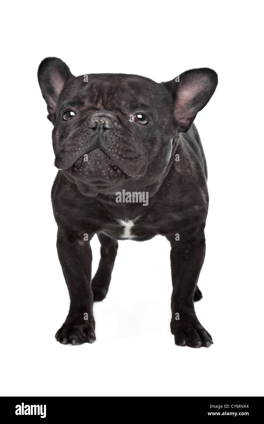 Il marrone scuro bulldog francese in piedi di fronte a uno sfondo bianco Foto Stock