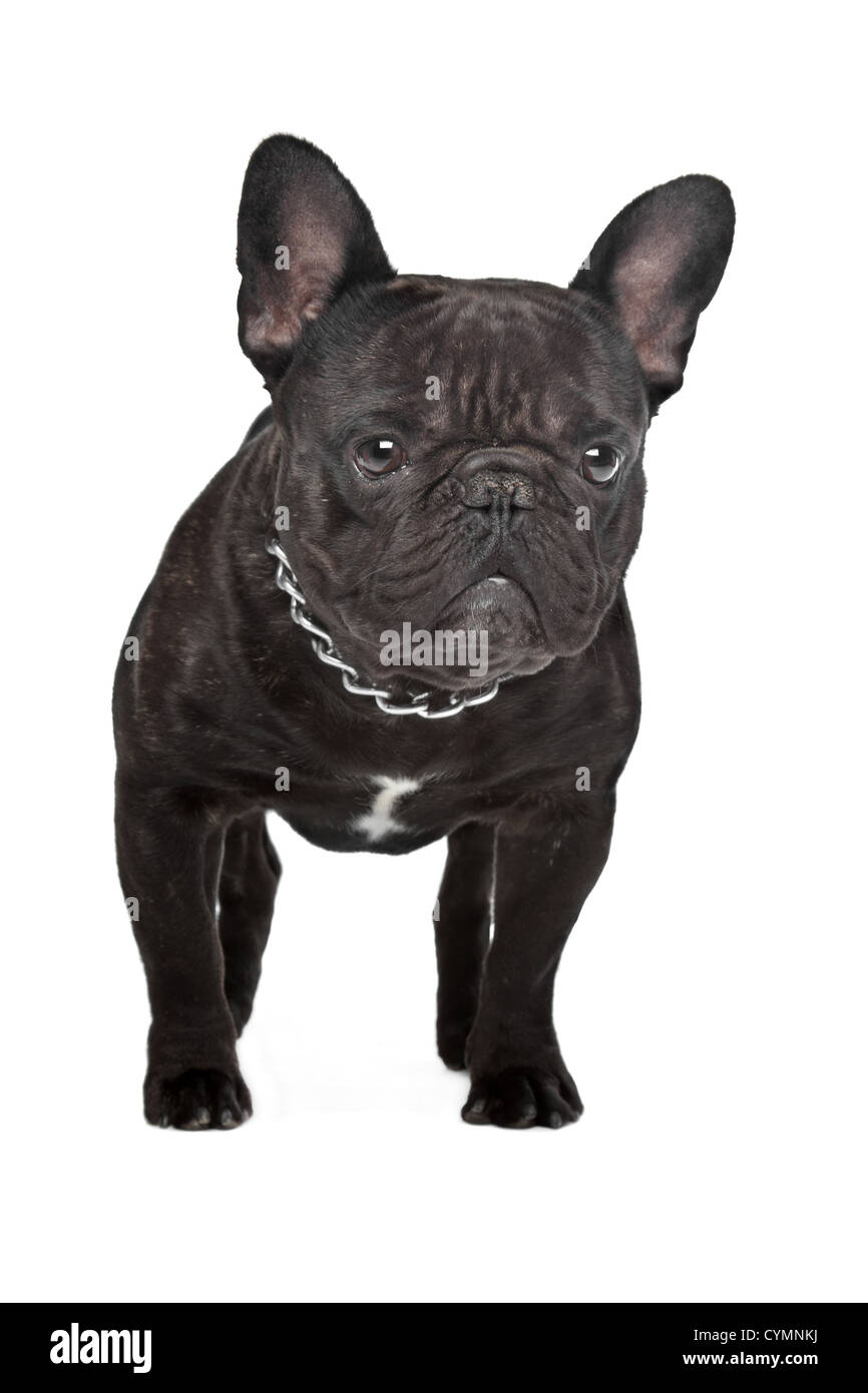 Il marrone scuro bulldog francese in piedi di fronte a uno sfondo bianco Foto Stock