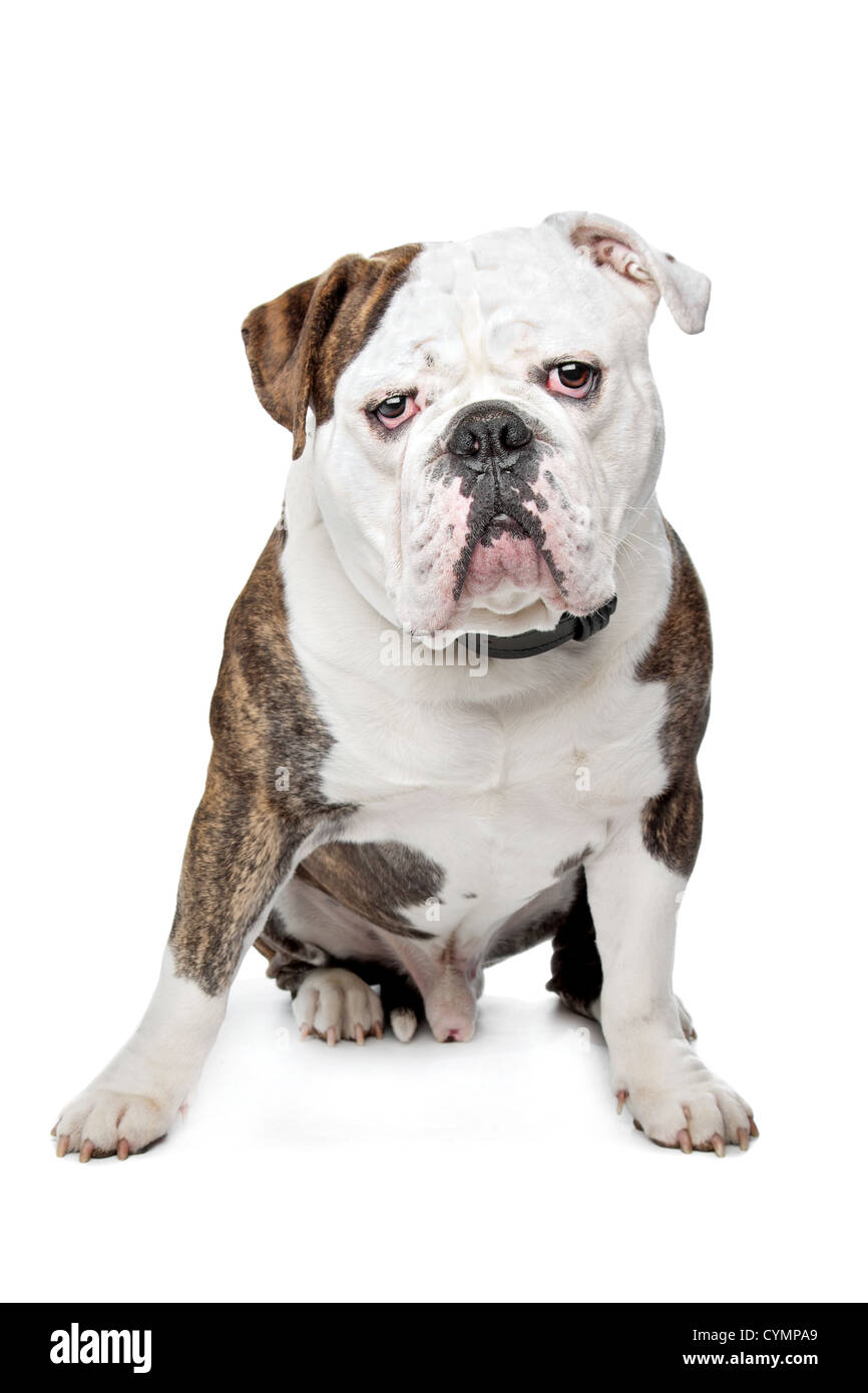 Vecchio Bulldog inglese di fronte a uno sfondo bianco Foto Stock