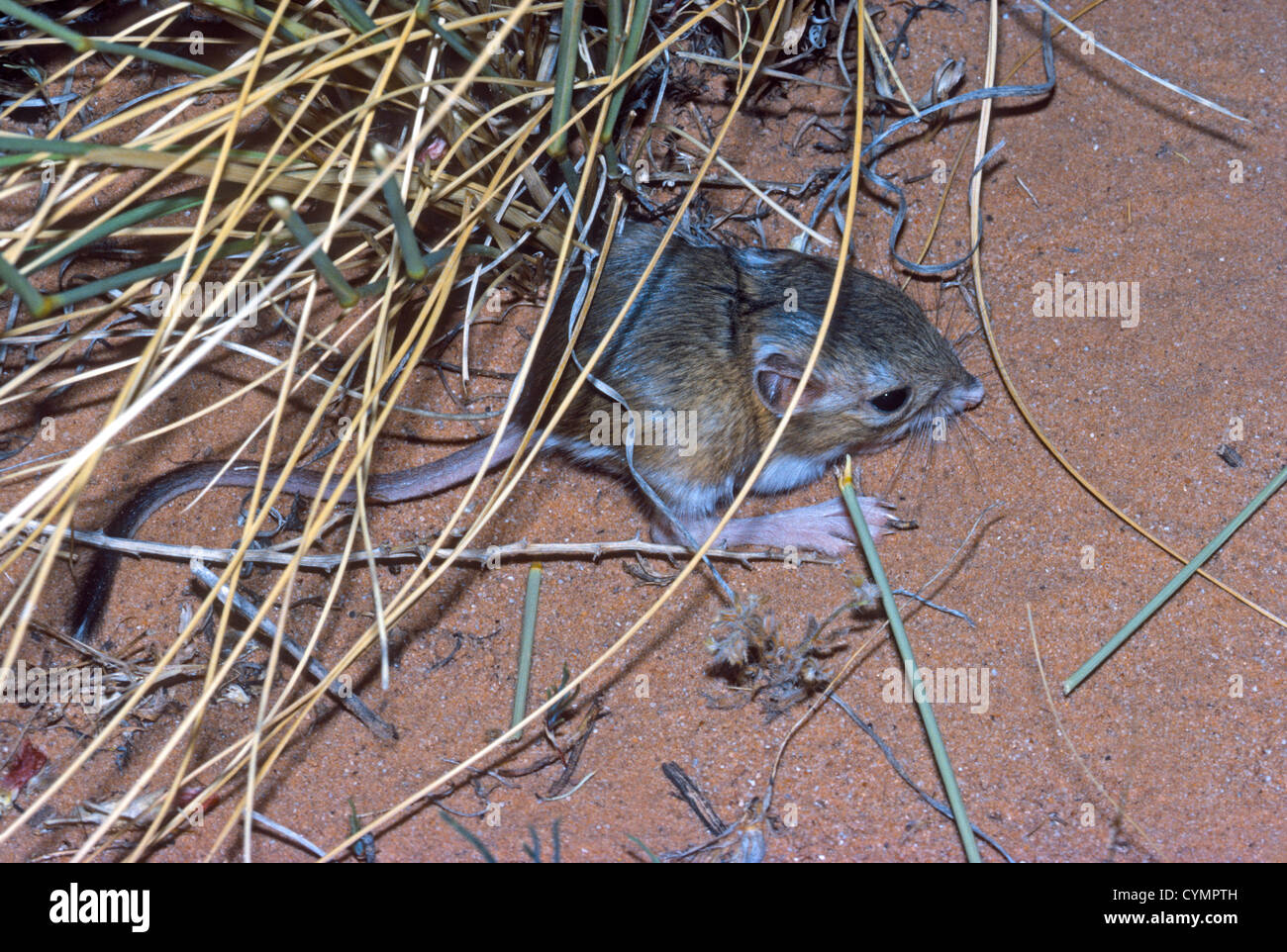 Giovani Ord il ratto canguro (Dipodomys ordi) di appoggio nel rifugio di macchia erbosa, Utah US Foto Stock