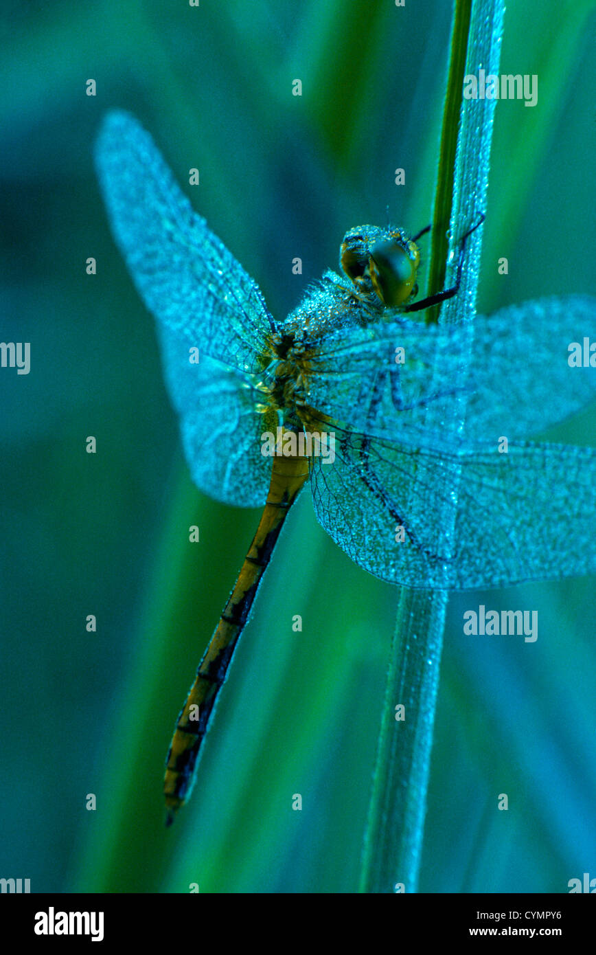 Prato rosso libellula (Odonati anisoptera) nella mattina presto, Michigan US. Foto Stock