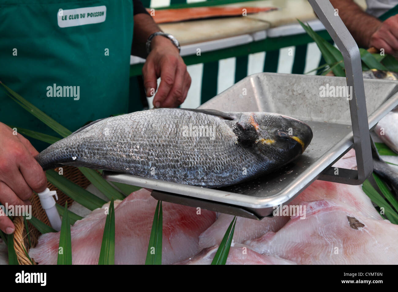 Orata su un equilibrio; Sparus auratus Foto Stock