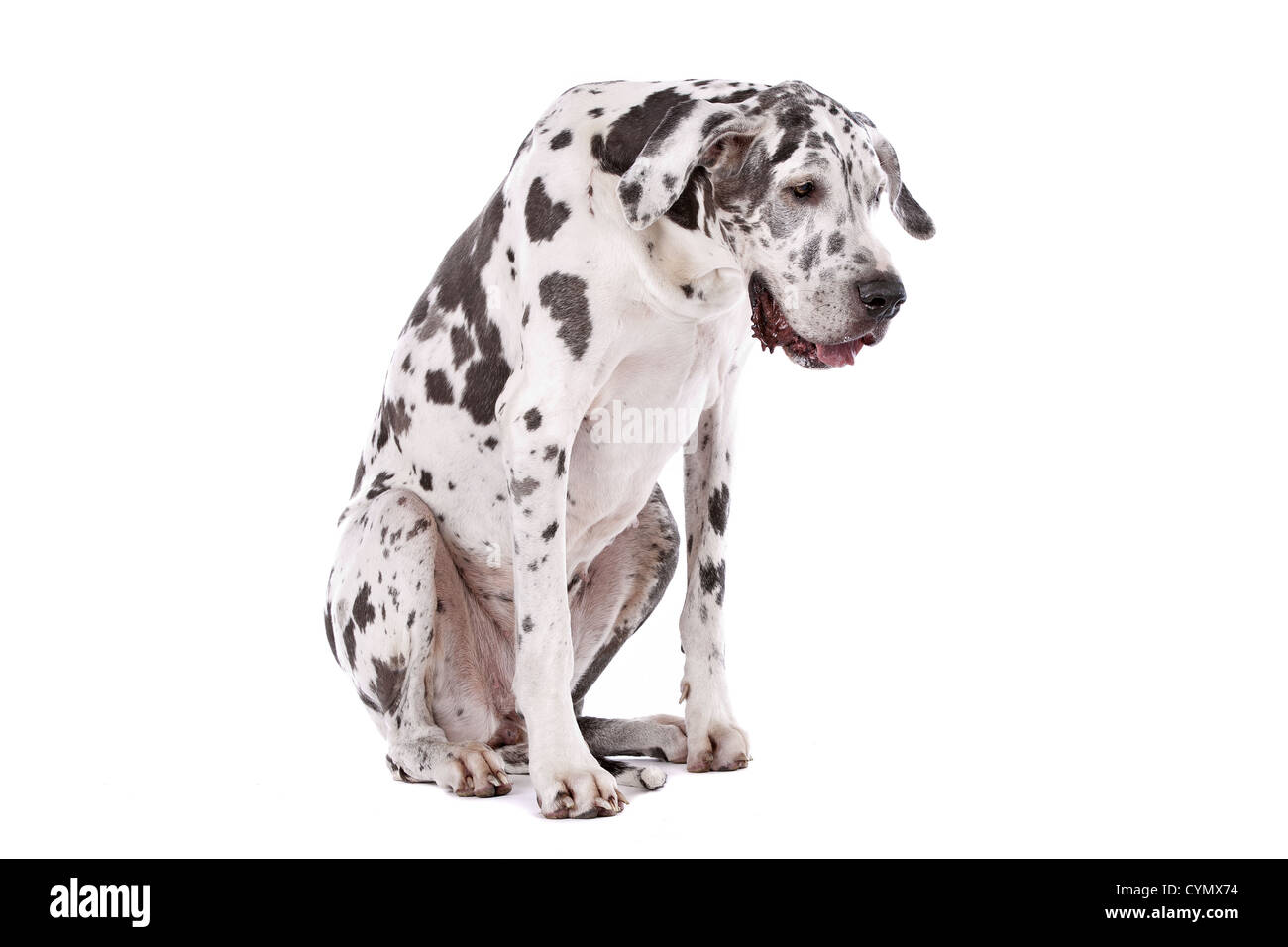 Alano arlecchino davanti a uno sfondo bianco Foto Stock