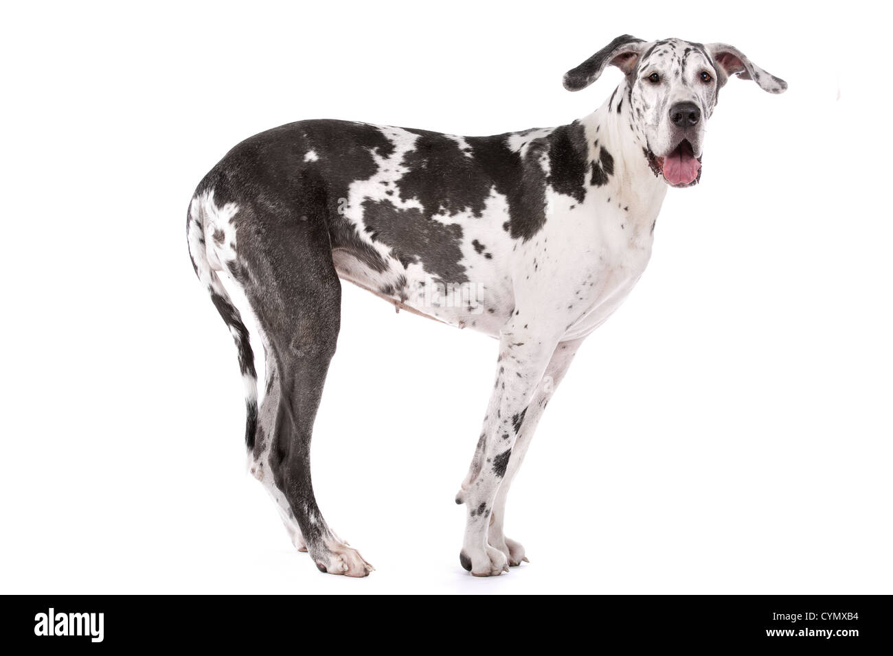 Alano arlecchino davanti a uno sfondo bianco Foto Stock