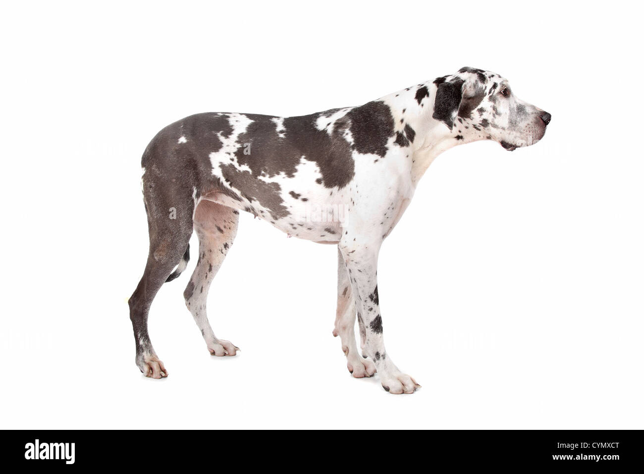 Alano arlecchino davanti a uno sfondo bianco Foto Stock