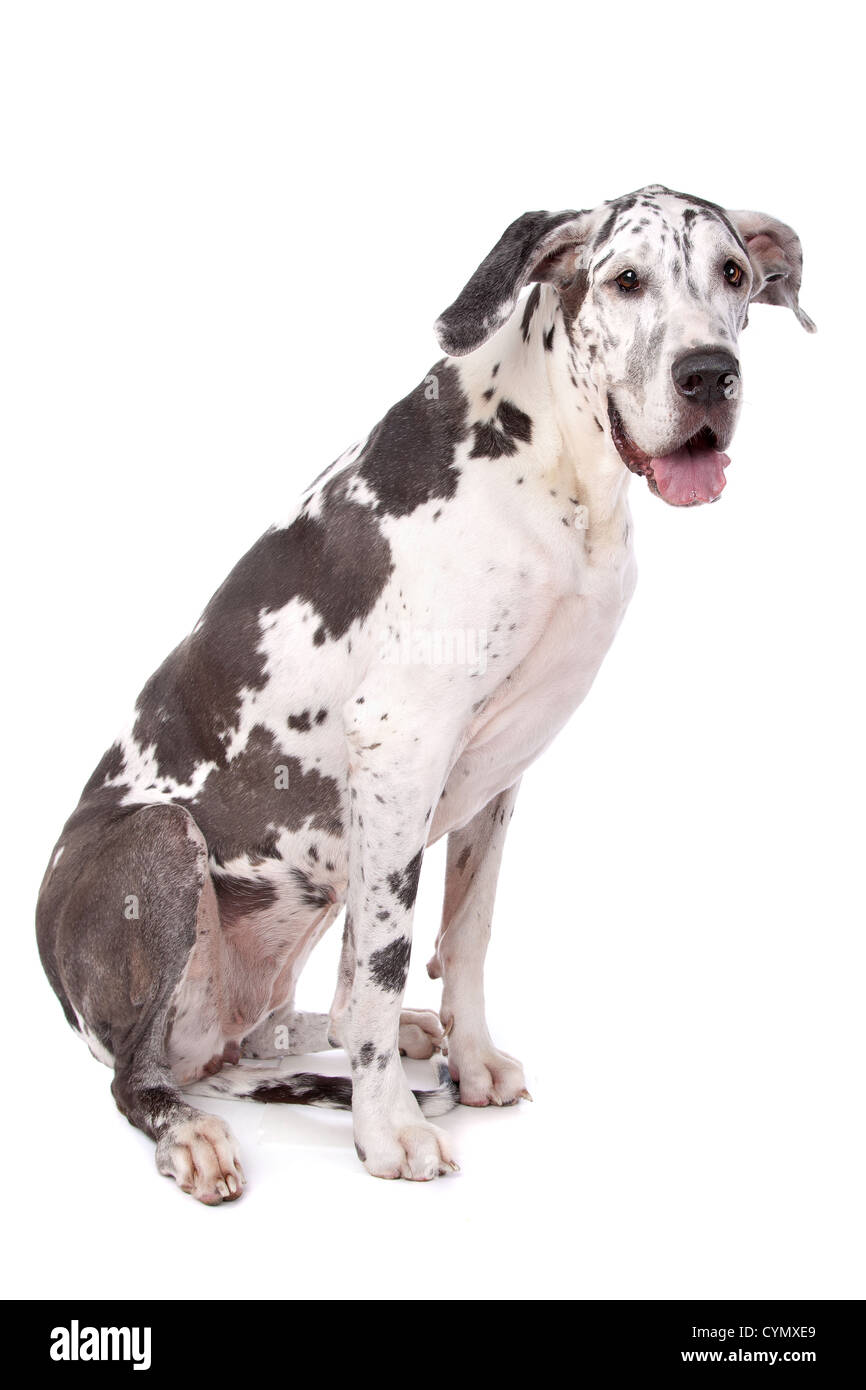 Alano arlecchino davanti a uno sfondo bianco Foto Stock