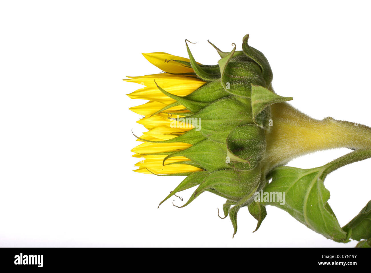Side Shot di un girasole non aperti su bianco Foto Stock
