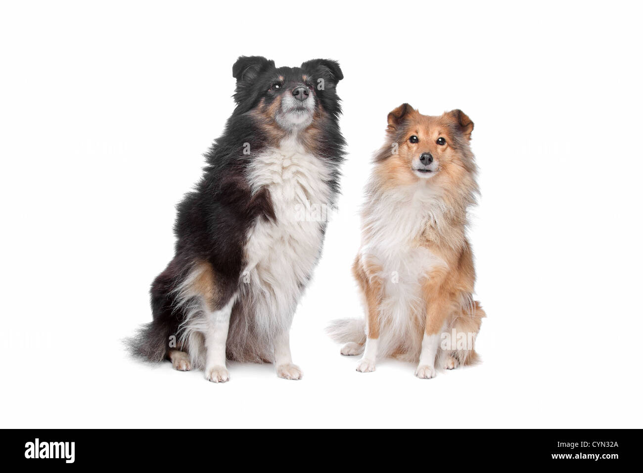 Sheepdog Shetland, Sheltie Foto Stock