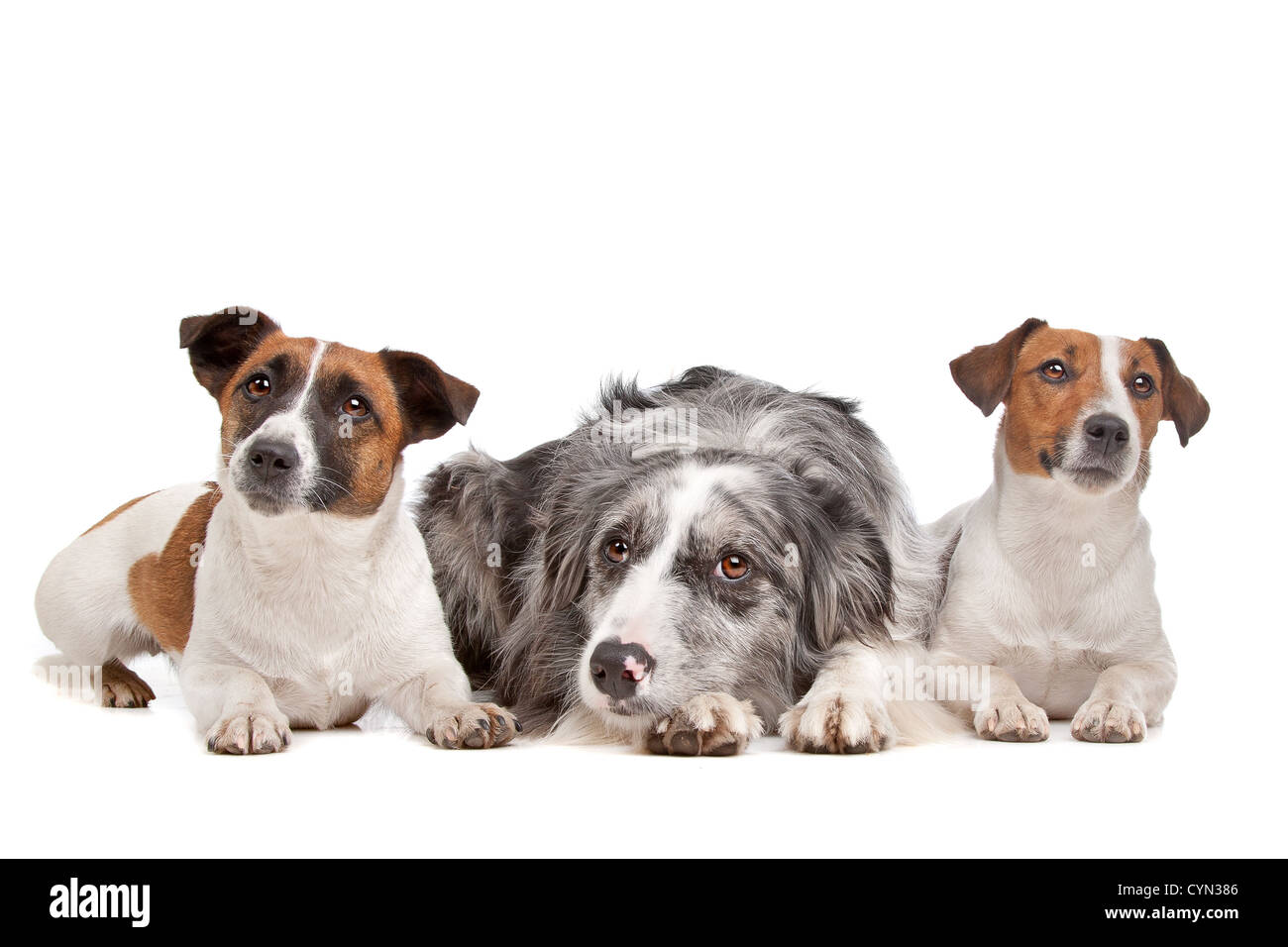 Due Jack Russel Terrier cani e un Border Collie davanti a uno sfondo bianco Foto Stock