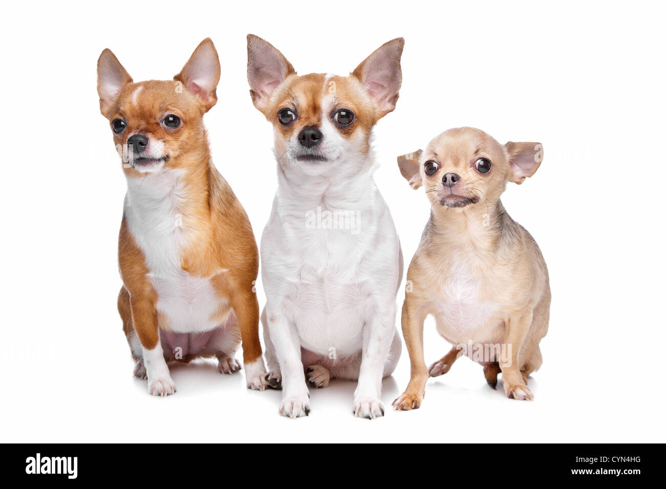 Tre cani chihuahua davanti a uno sfondo bianco Foto Stock