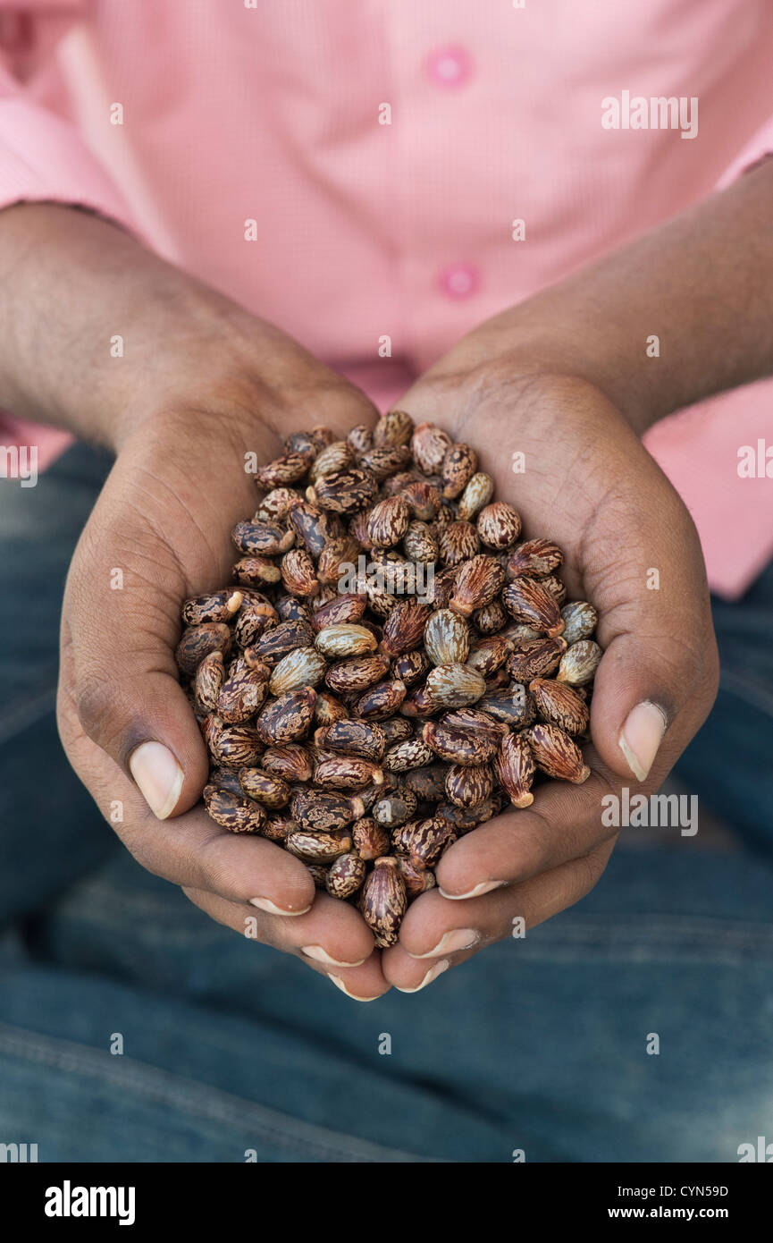 Ricinus communis. Indian mans mani semi di ricino Foto Stock