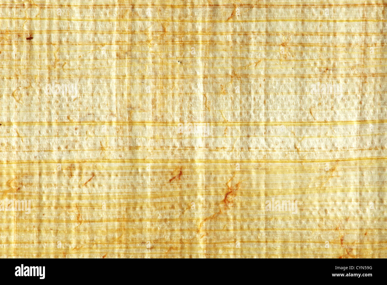 Primo piano del papiro Foto Stock