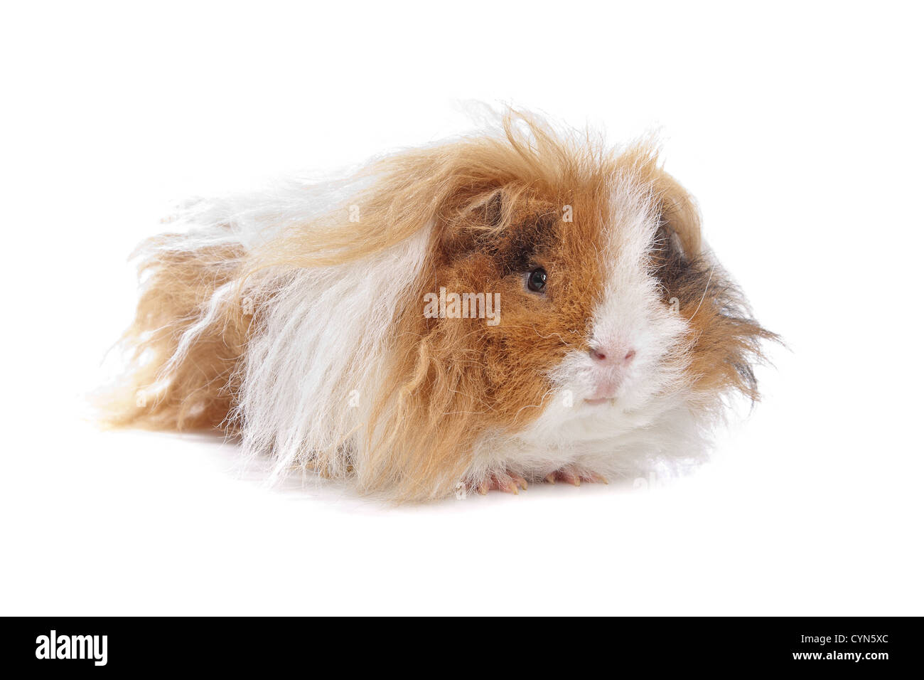 Capelli lunghi cavia davanti a uno sfondo bianco Foto Stock