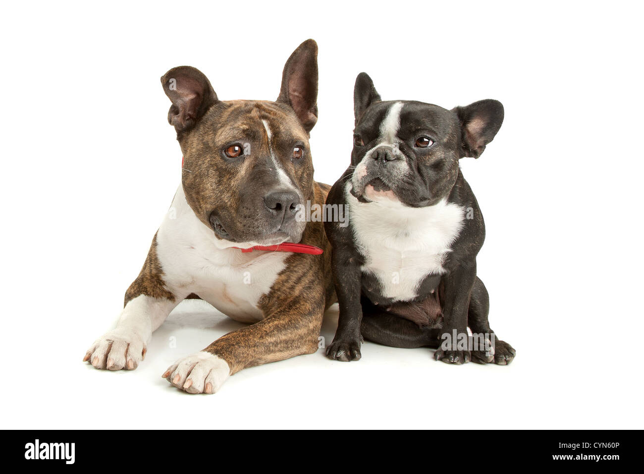 American Staffordshire Terrier e un bulldog francese di fronte a uno sfondo bianco Foto Stock