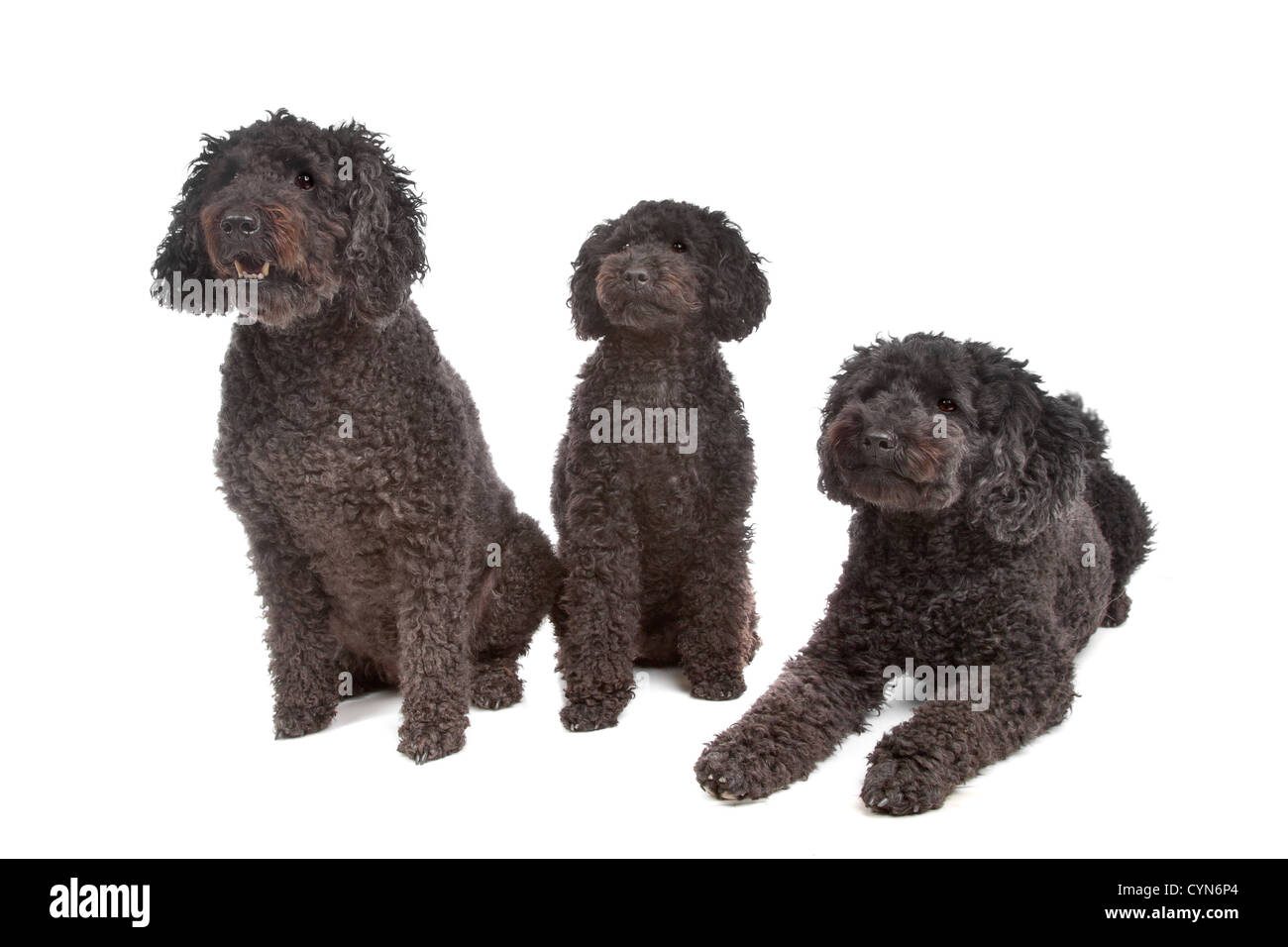 Due labradoodle e un cane barboncino davanti di bianco Foto Stock