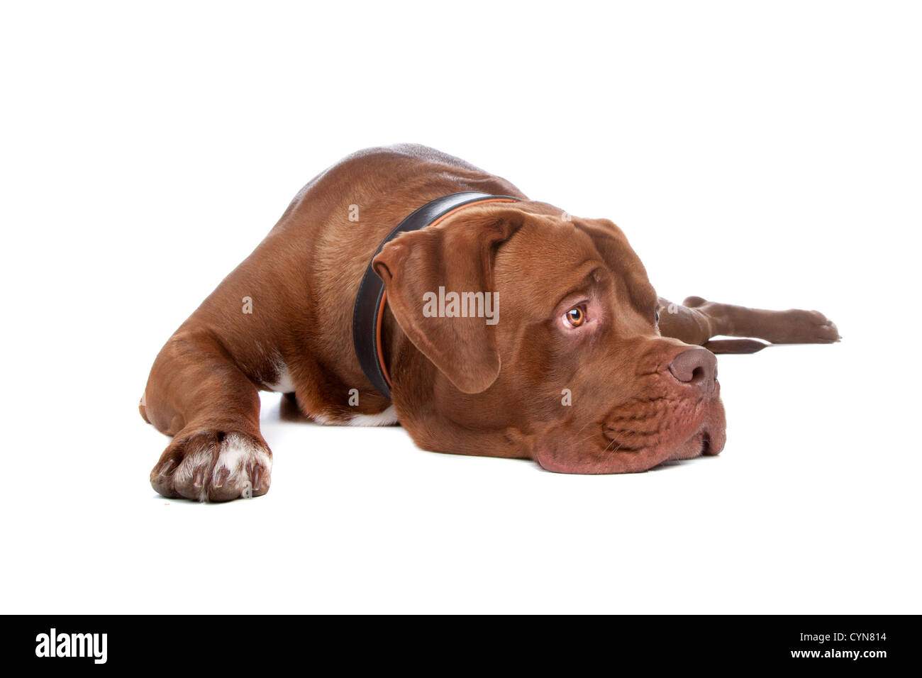 Mix bull mastiff,Tosa inu ,isolato su uno sfondo bianco Foto Stock