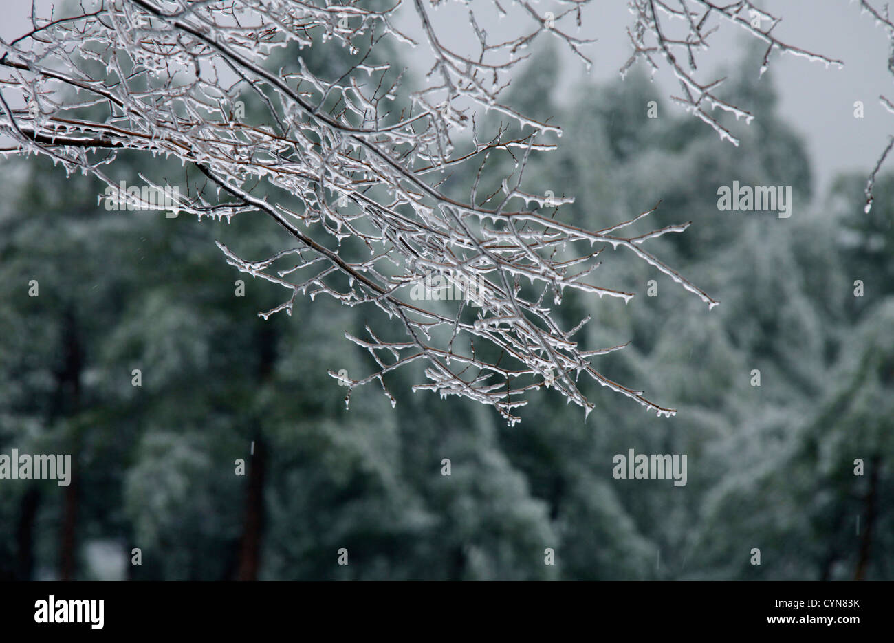 Smalto di ghiaccio su un albero Yamanashi Giappone Foto Stock