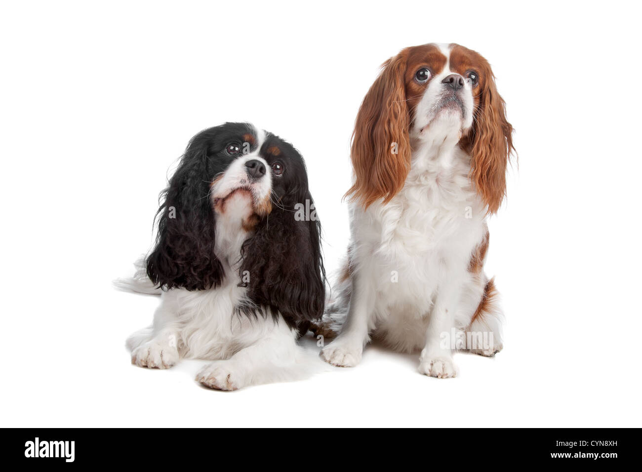 Due Cavalier King Charles Spaniel cani isolati su sfondo bianco Foto Stock