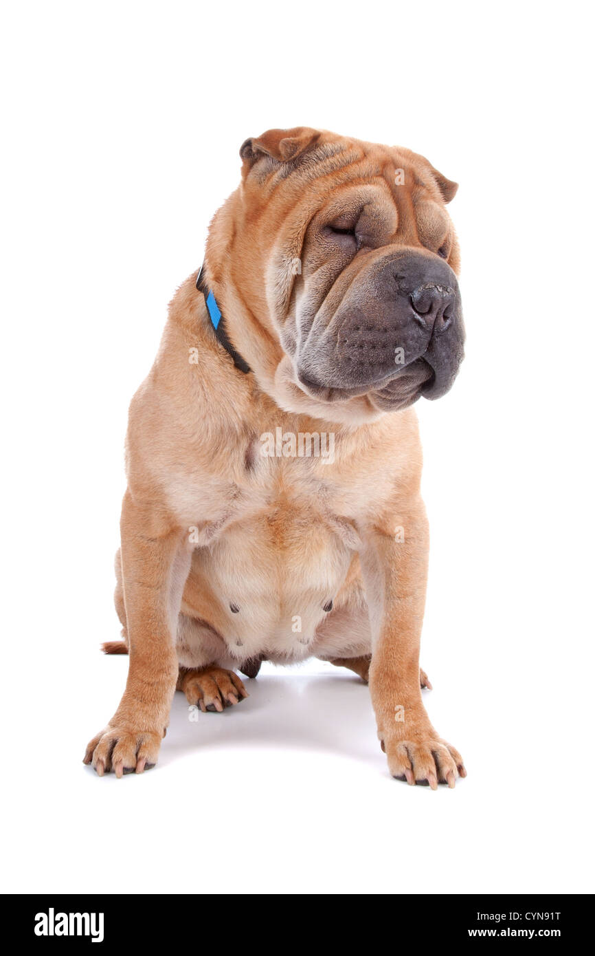 Vista frontale di Shar Pei dog sitter, isolato su sfondo bianco Foto Stock