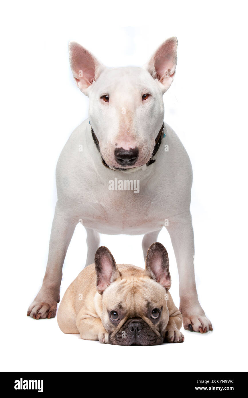 Un bianco bull terrier e un bulldog francese su sfondo bianco Foto Stock
