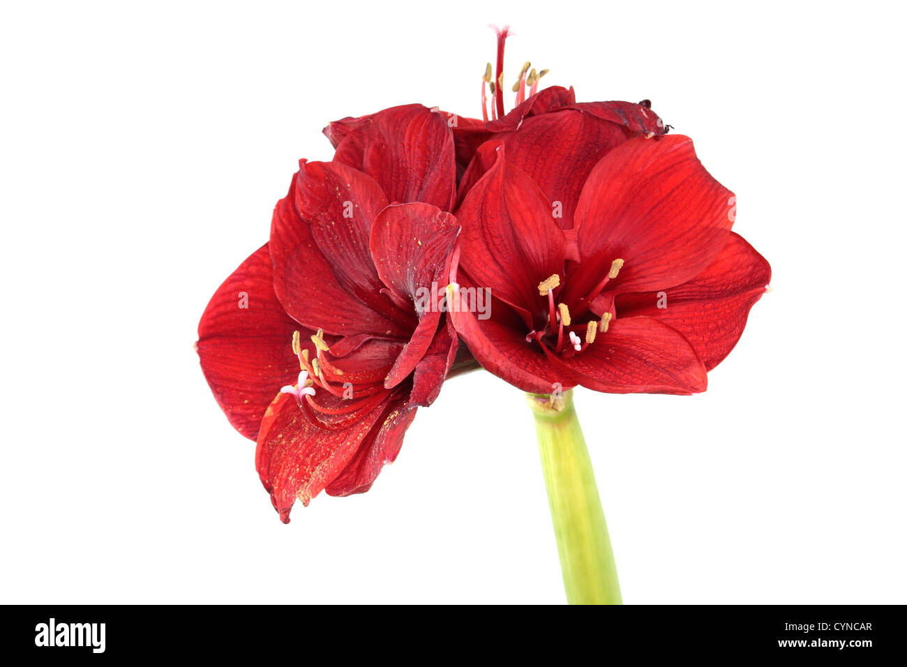 Amaryllis rosso Foto Stock