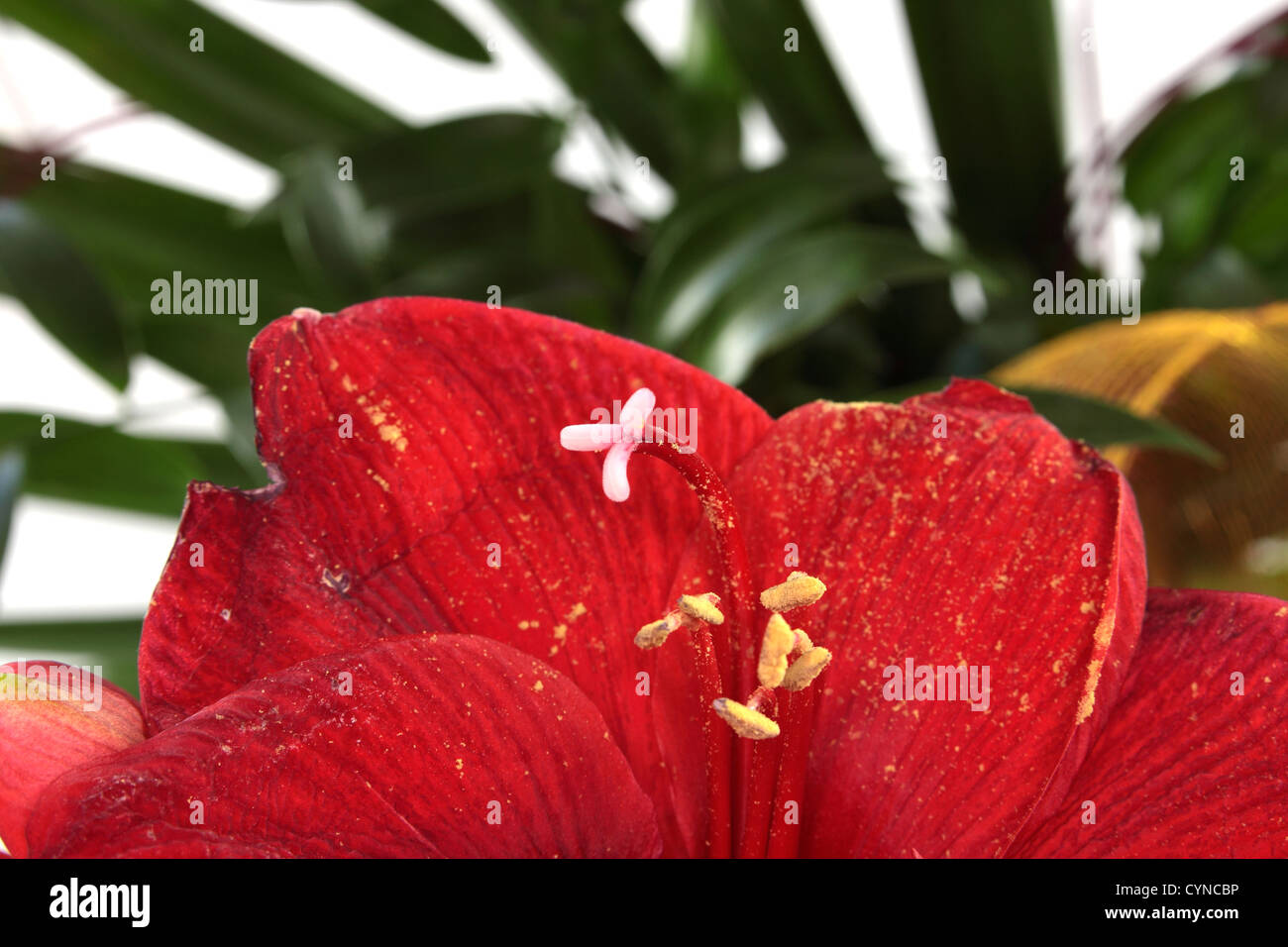 Hippeastrum intiflorum, voluttuoso , Amaryllis close up Foto Stock