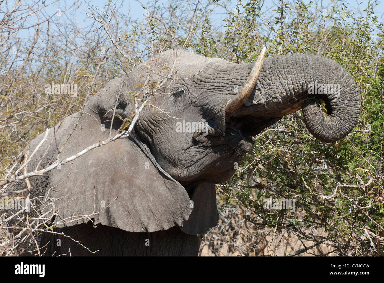 Un primo piano di un elefante con zanne, che si nutre di acacia nel Parco Nazionale Kruger, con gli occhi chiusi per divertirsi Foto Stock