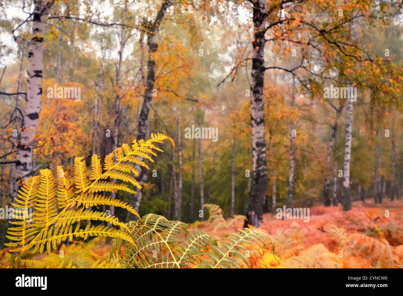 Colori di autunno Foto Stock