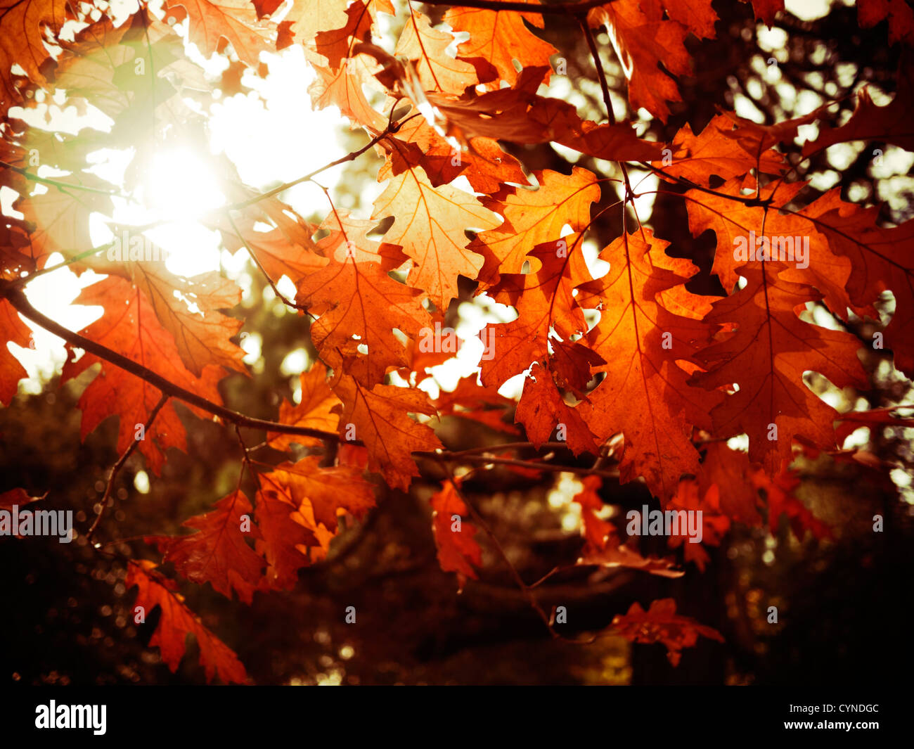 Foglie di autunno Foto Stock