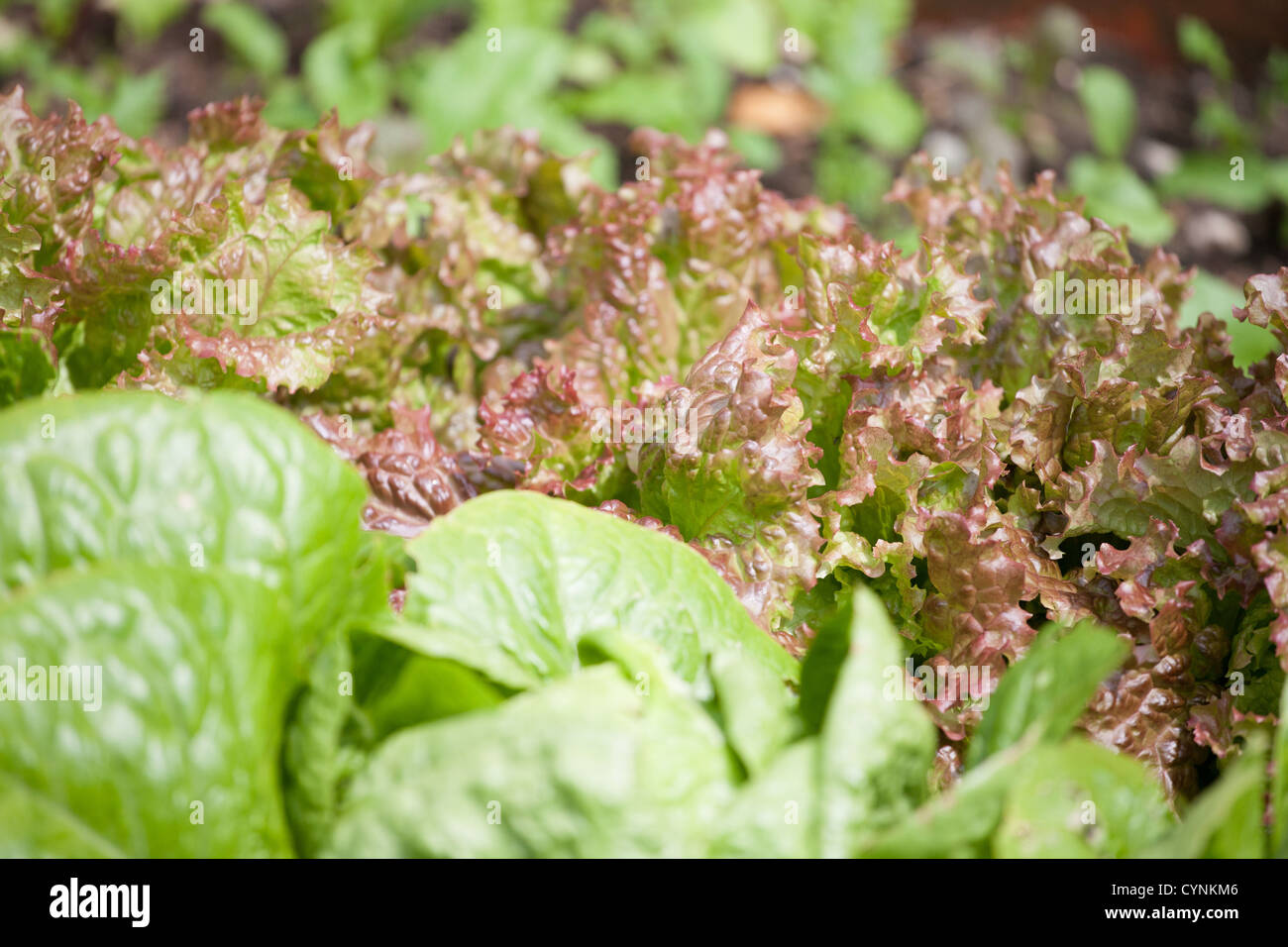 In prossimità di vari tipi differenti di lattughe organiche in crescita nel riparto garden Foto Stock