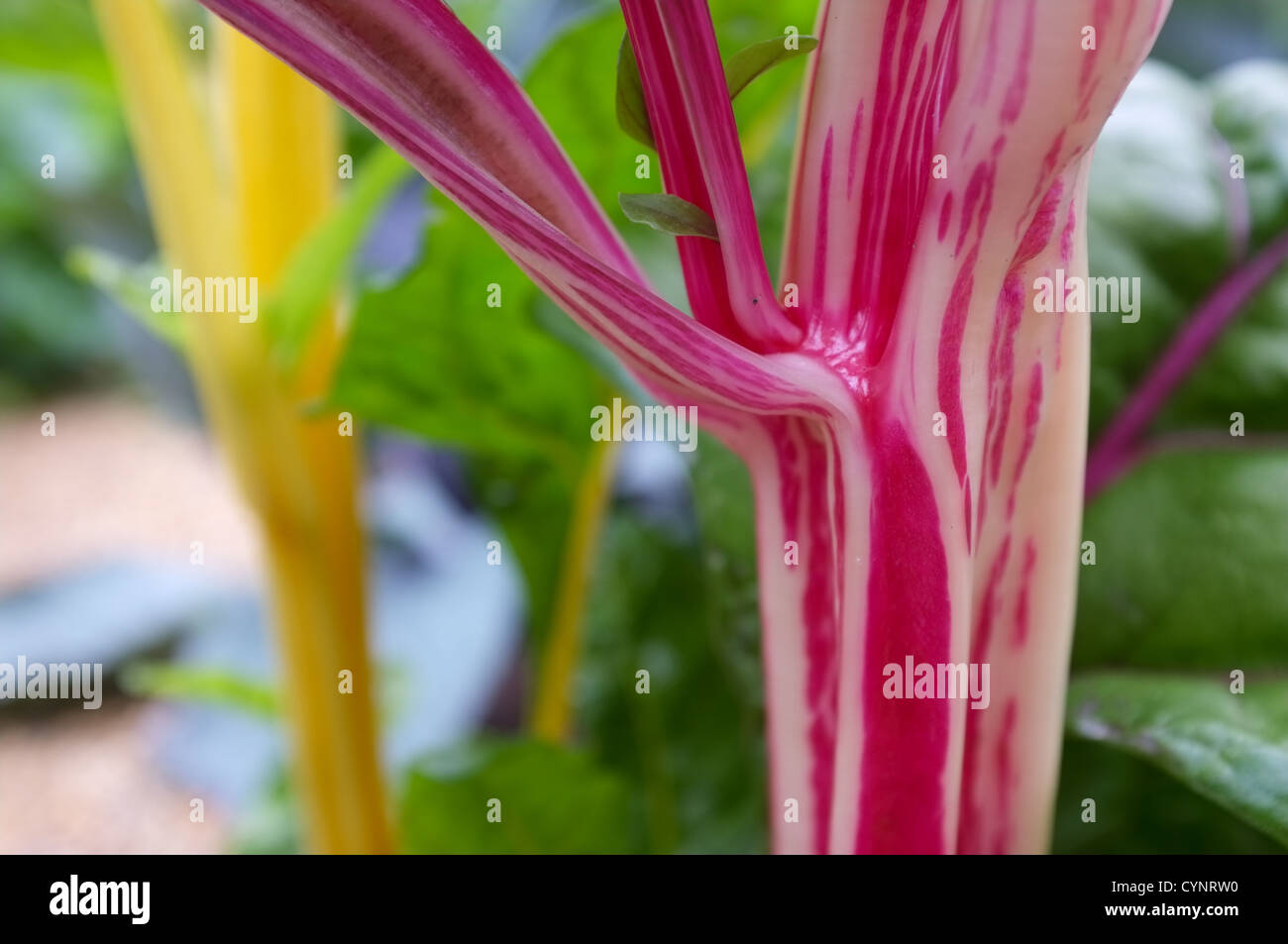 Close up viola / giallo bietole comunemente noto come silverbeet, perpetuo spinaci, bietole da, granchio barbabietole & luci luminose Foto Stock