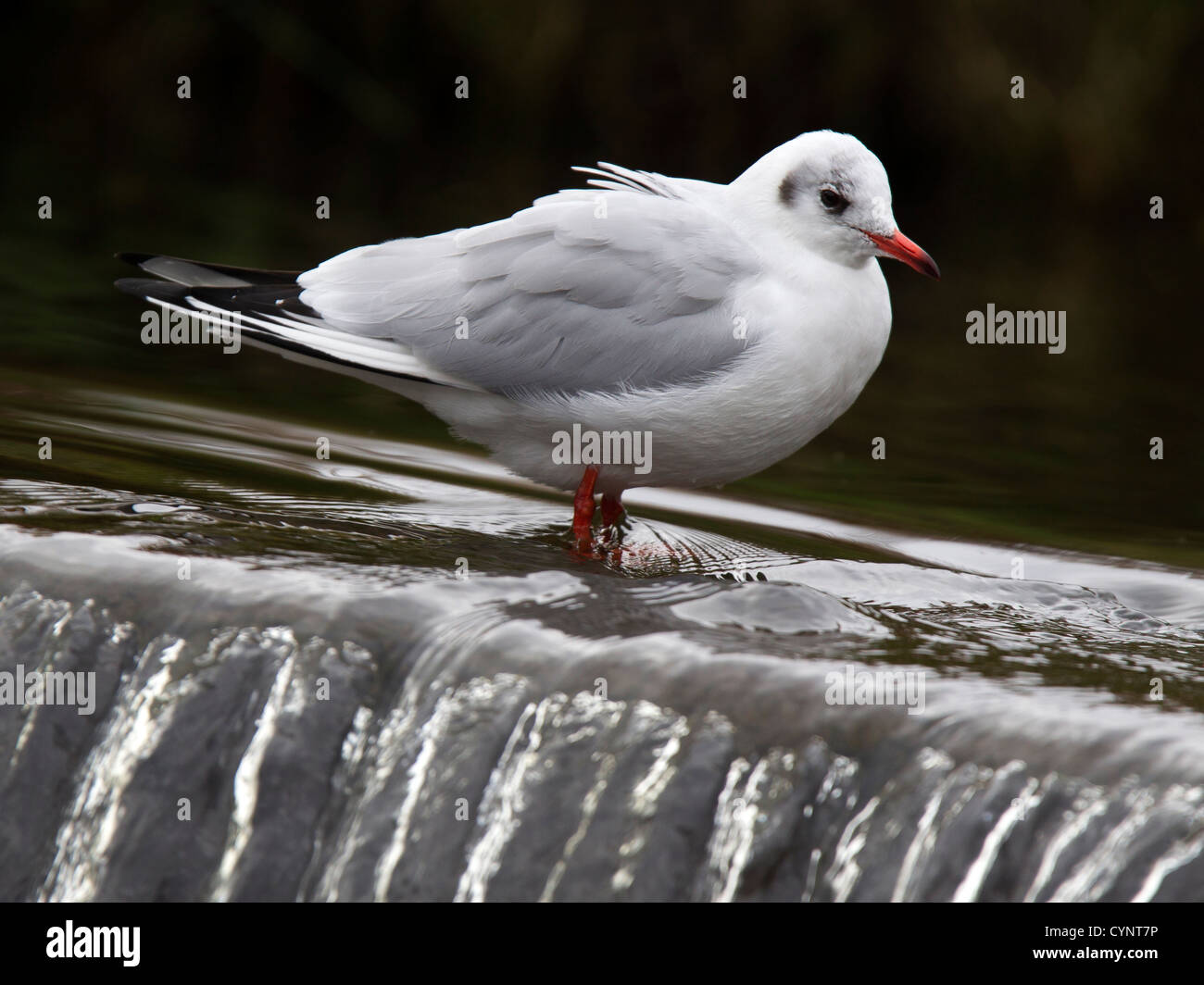 A testa nera gabbiano in inverno piumaggio da cascata Foto Stock