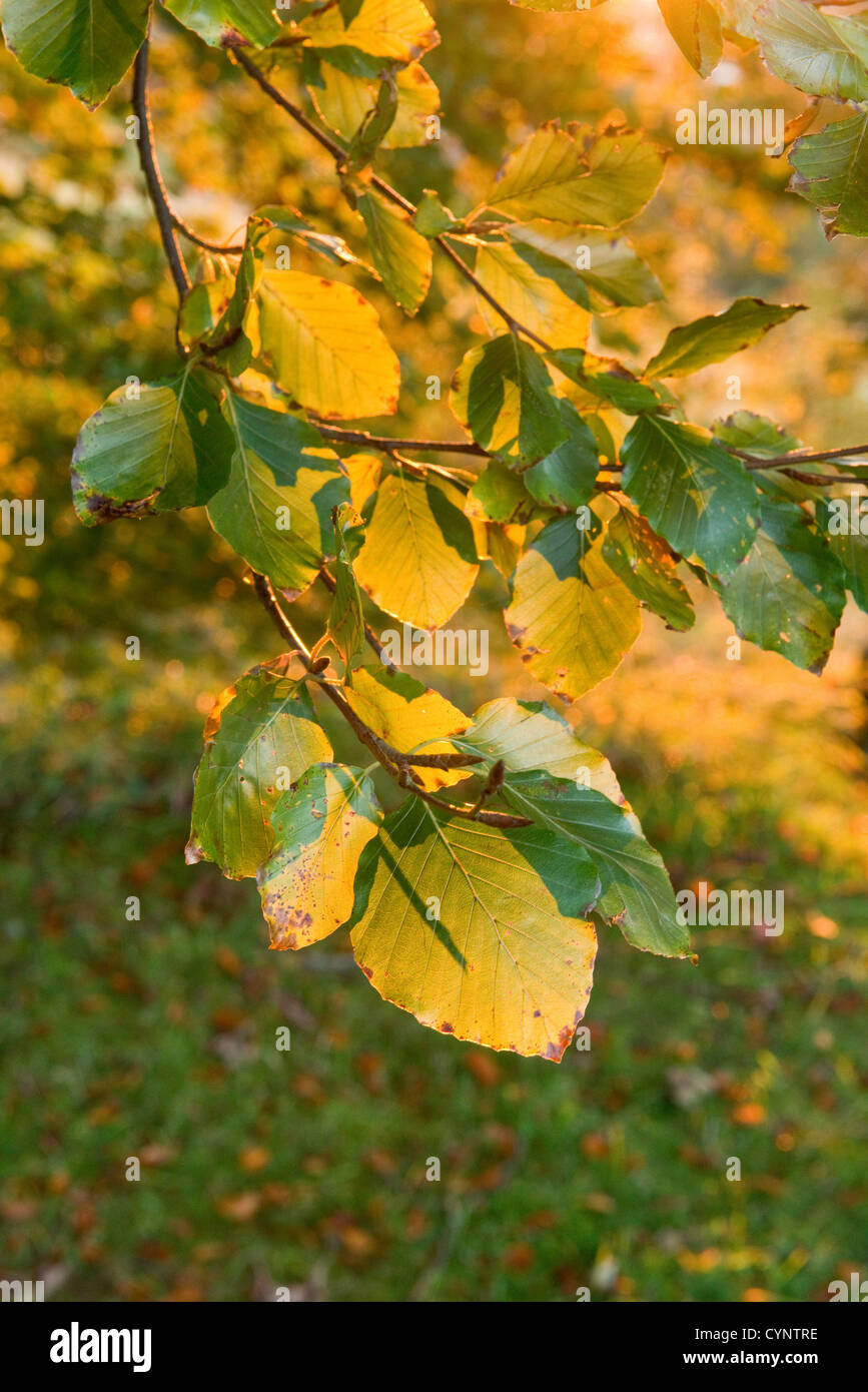 Autunno foglie colorate di un comune albero di faggio Foto Stock