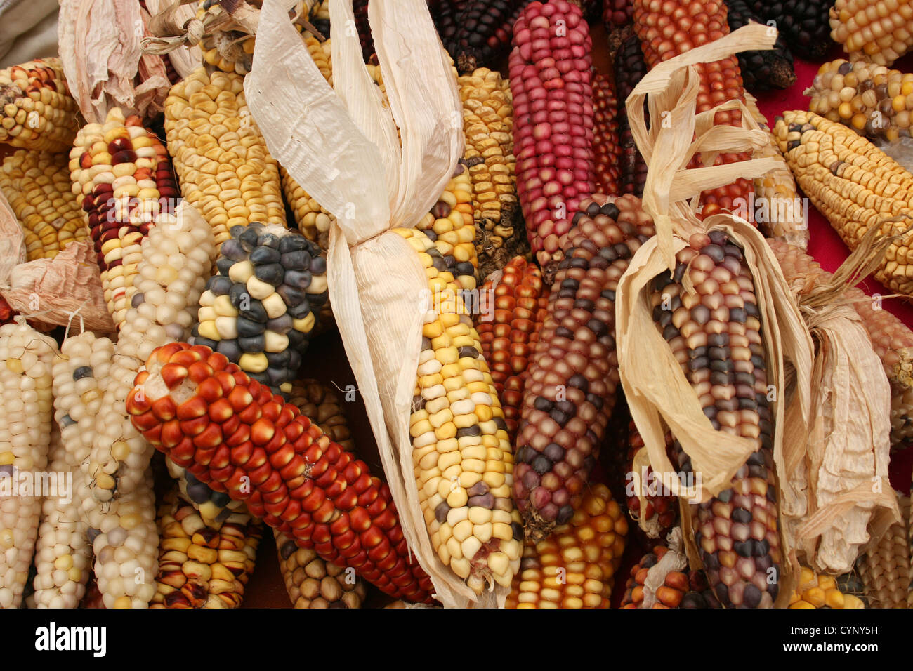 I tutoli di mais di molte varietà e colori disponibili per la vendita all'esterno del mercato alimentare in Cotacachi, Ecuador Foto Stock