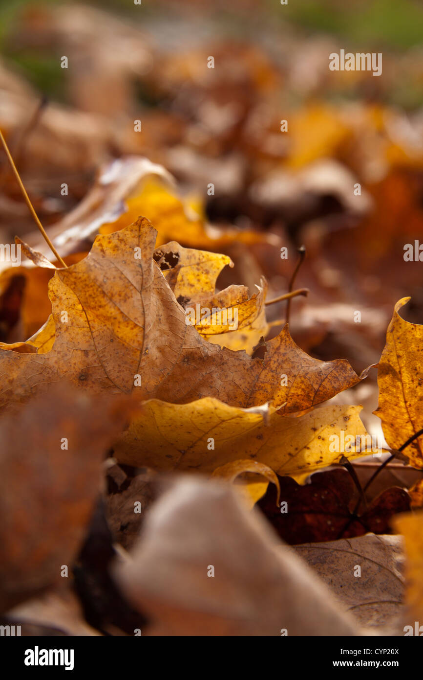 Foglie di autunno, Vermont, USA Foto Stock