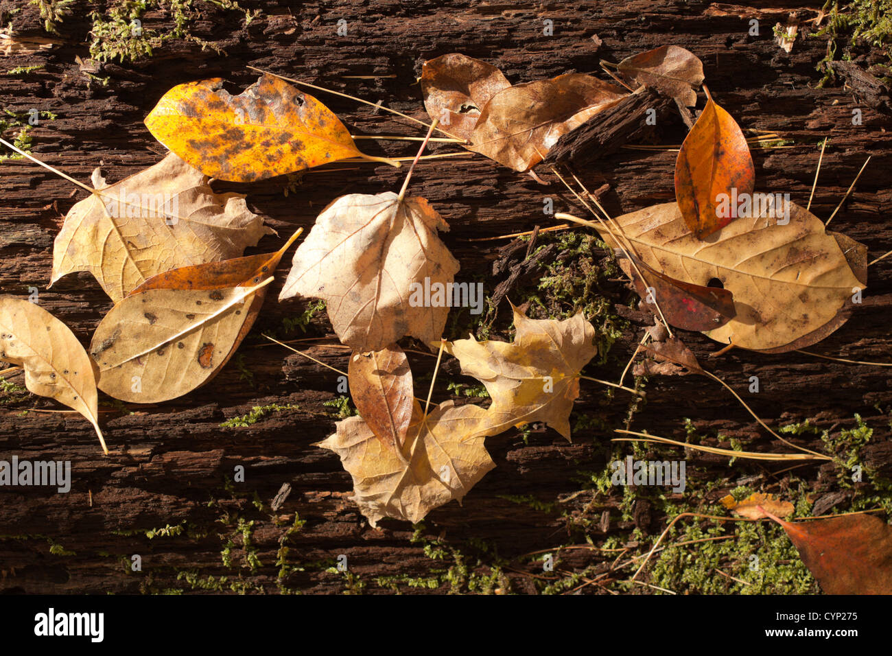 Foglie di autunno, Ringwood, New Jersey, STATI UNITI D'AMERICA Foto Stock