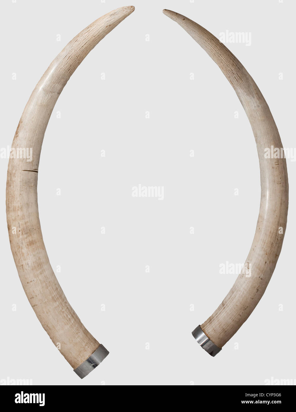 Un paio di tusks elefante, Africa, 20 ° secolo. Bella coppia di zanne di un elefante africano (Loxodonta africana). Un dente con scanalatura piatta,l'altro con una spaccatura di ritiro,entrambi con piccole schegge. Le estremità inferiori rinforzate da anelli in ferro cromato e riempite con intonaco dotato di recipienti per barre quadrangolari. Lunghezze 180 e 187 cm, pesi 27 e 27.5 kg. Con certificato CITES,storico,storico,caccia,caccia,caccia,caccia,utensil,attrezzatura,utensili,trofei,oggetto,oggetti,stalli,clipping,clippings,cut-out,cut-out,cut-outs,Additional-Rights-clearences-non disponibile Foto Stock