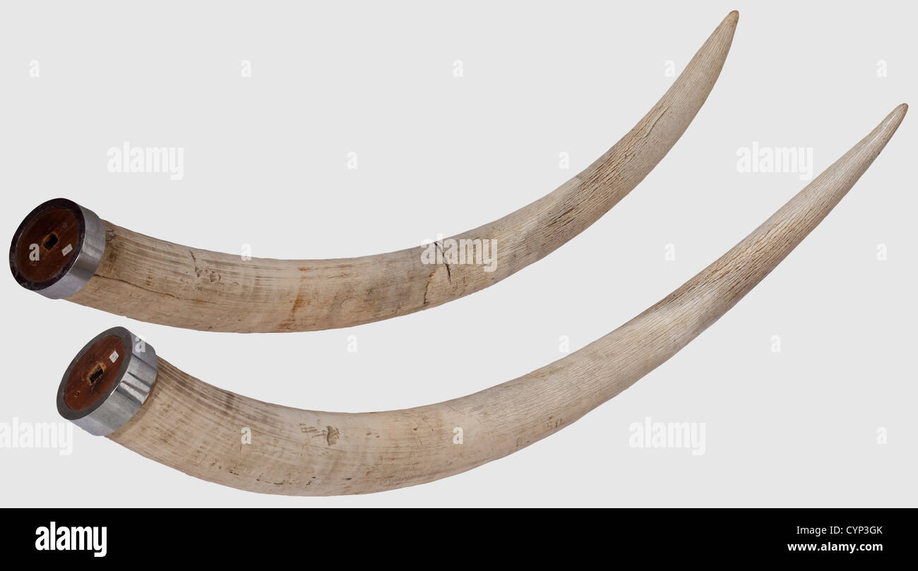 Un paio di tusks elefante, Africa, 20 ° secolo. Bella coppia di zanne di un elefante africano (Loxodonta africana). Un dente con scanalatura piatta,l'altro con una spaccatura di ritiro,entrambi con piccole schegge. Le estremità inferiori rinforzate da anelli in ferro cromato e riempite con intonaco dotato di recipienti per barre quadrangolari. Lunghezze 180 e 187 cm, pesi 27 e 27.5 kg. Con certificato CITES,storico,storico,caccia,caccia,caccia,caccia,utensil,attrezzatura,utensili,trofei,oggetto,oggetti,stalli,clipping,clippings,cut-out,cut-out,cut-outs,Additional-Rights-clearences-non disponibile Foto Stock