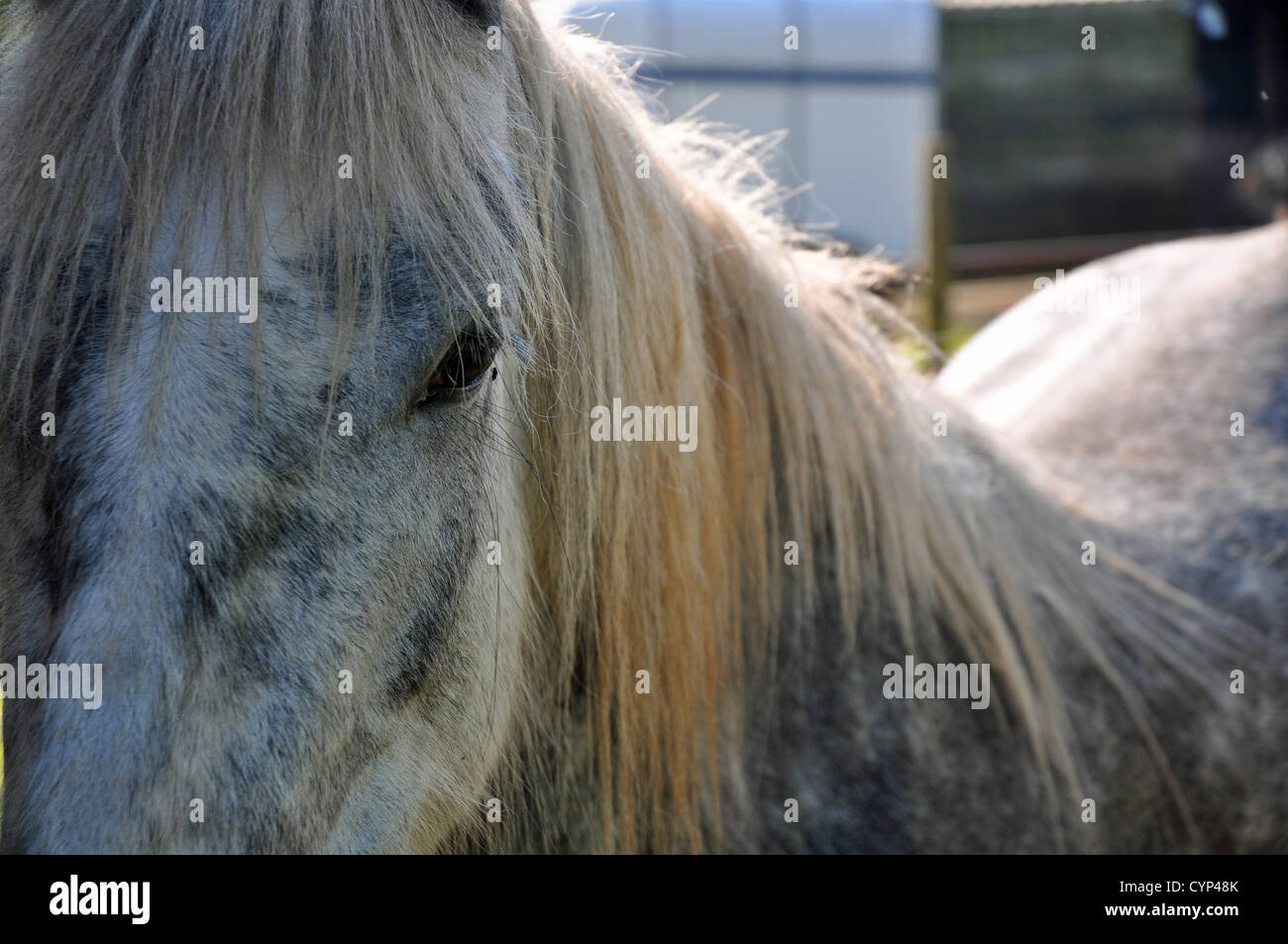 In prossimità della testa di cavallo e mane. Foto Stock