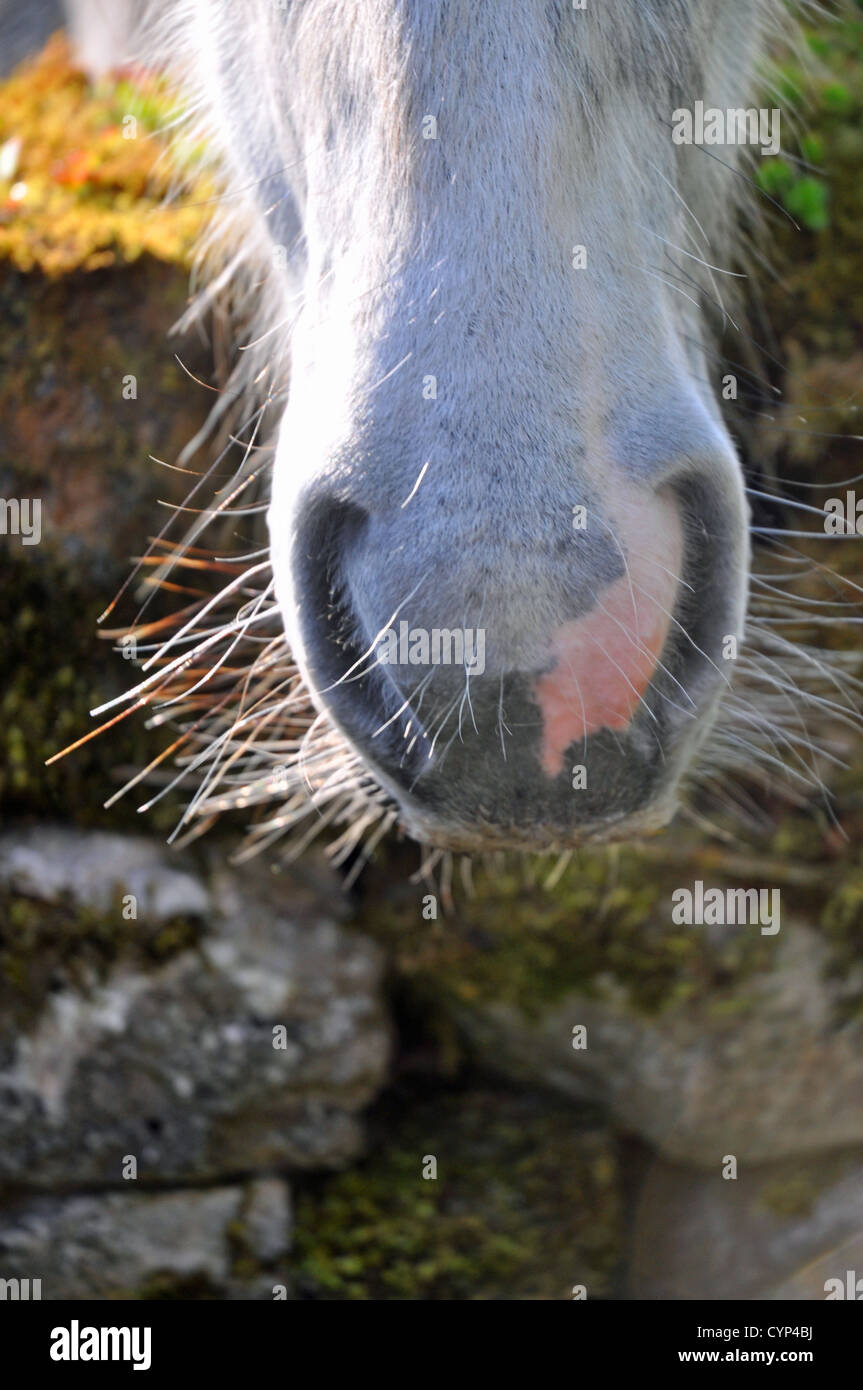 Close up del cavallo di naso e narici. Foto Stock