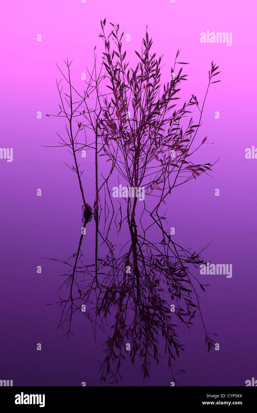 Abstract pattern a riflessione di un colore viola alberello oscurata tree in un invaso fiume. Foto Stock