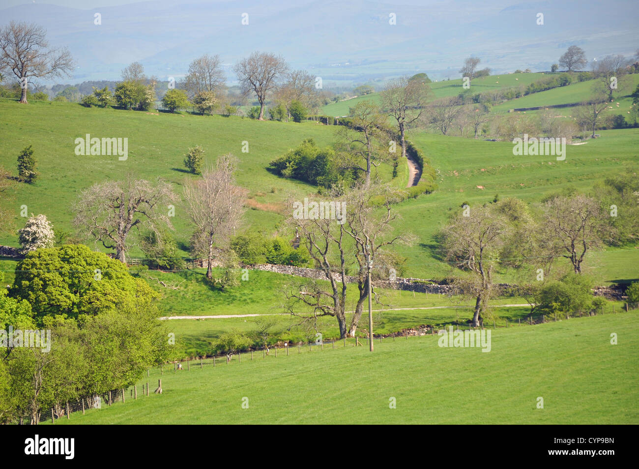 Campi di verde nei pressi di Kirkby Stephen, Cumbria. Foto Stock