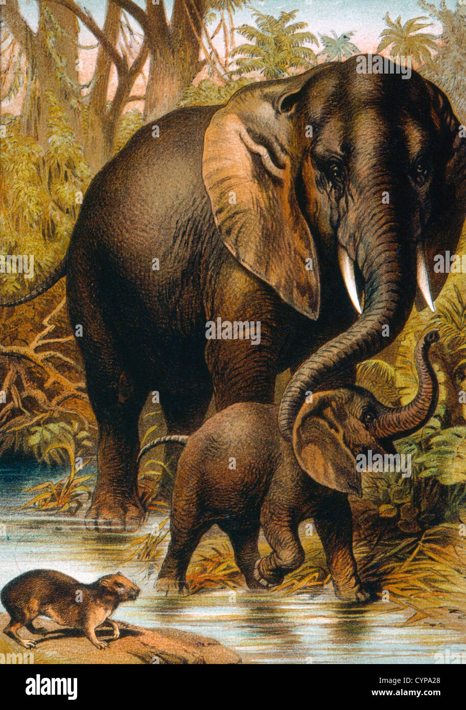 Gli elefanti africani, 1890 Foto Stock