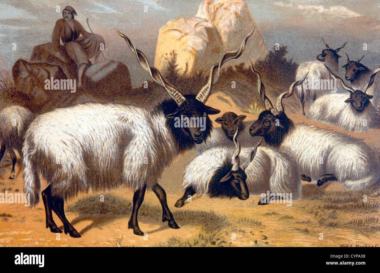 Wallachian pecore, 1898 Foto Stock