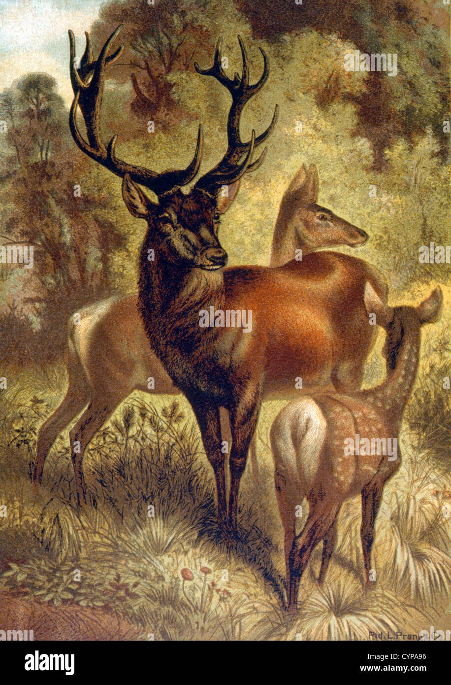 Comune di feste di addio al celibato o al cervo rosso, Europa Chromolithograph, 1898 Foto Stock